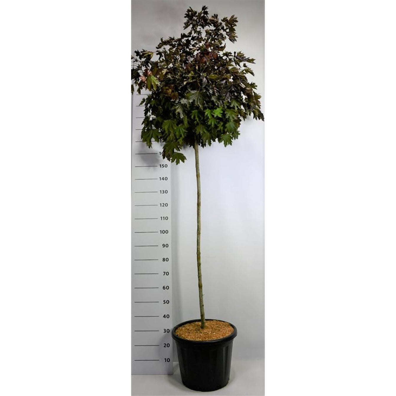 Skogslönn – Acer plat. 'Crimson Sentry' - 140 CM Stem C30